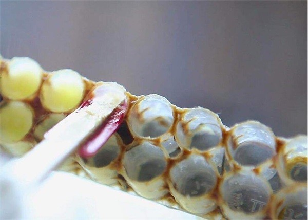 冷凍后的蜂王漿很硬，蜂王漿凍了怎么吃？