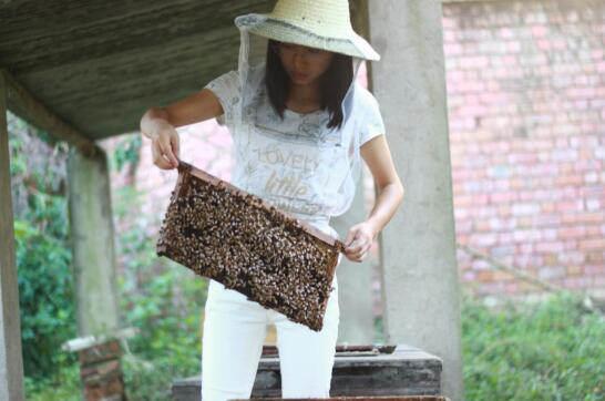 孫藝軒：回鄉養蜂打造蜂蜜“王國”