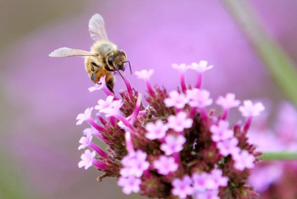 蜜蜂直線飛行離巢有多遠(yuǎn)（蜜蜂采蜜回巢是直線飛行嗎）