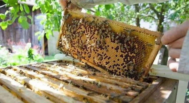 【蜜蜂知識】如何進行人工分蜂？