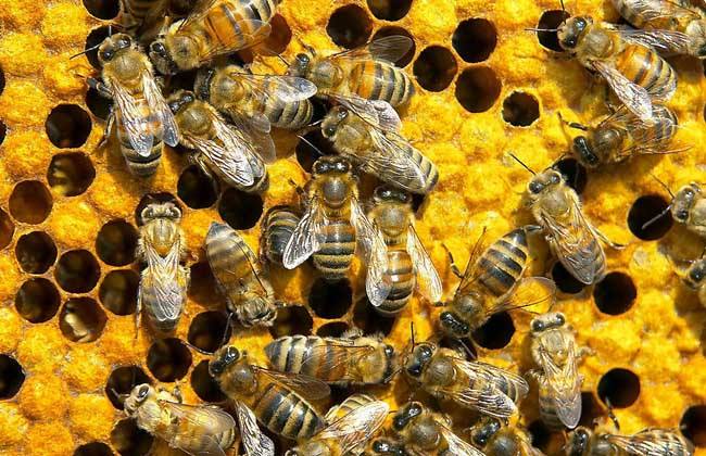 【蜜蜂養(yǎng)殖】蜂王藏在蜂群什么位置？