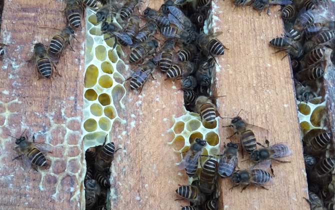 阿壩中蜂雙王群能提高年產量嗎（中蜂雙王群的優點和缺點）