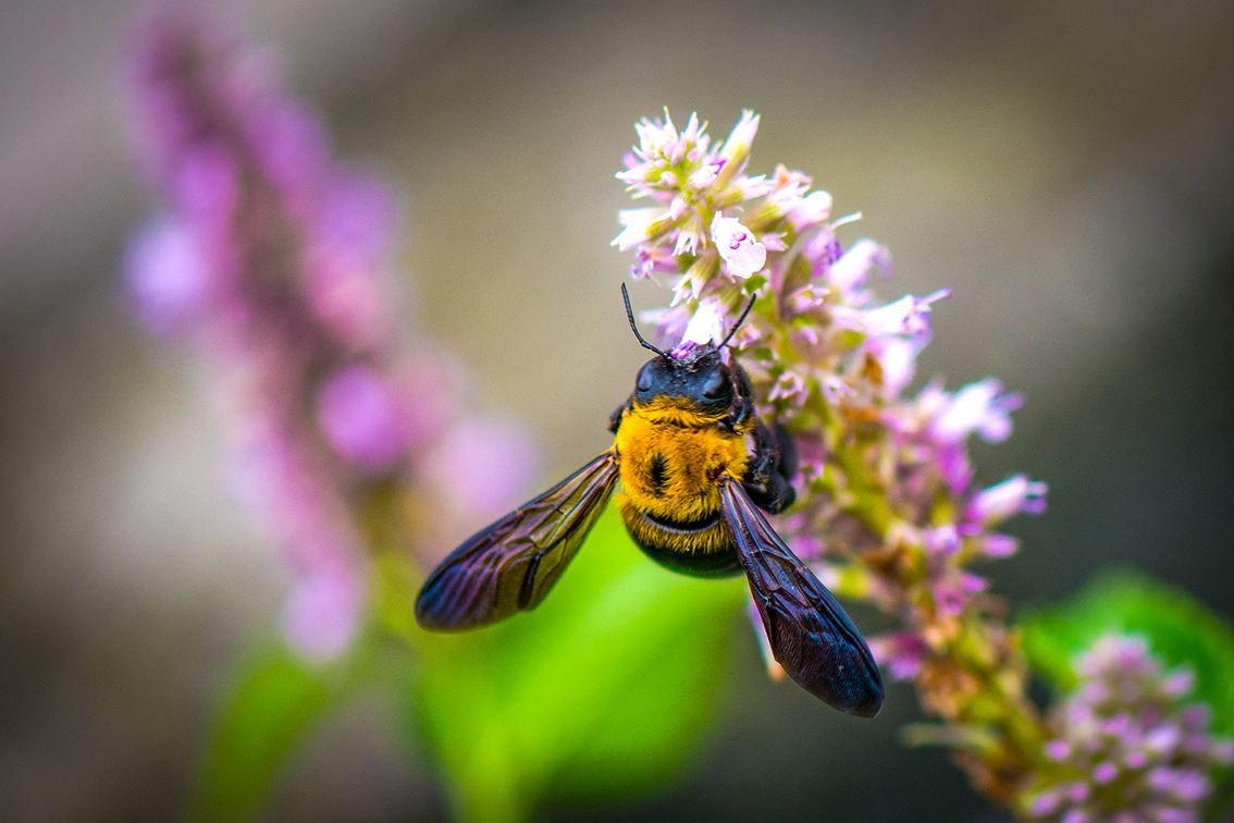 【蜜蜂知識】野蜜蜂怎么抓蜂王？