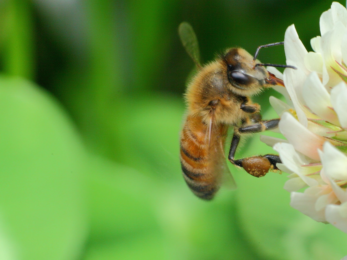 誰控制著蜜蜂（蜜蜂的領(lǐng)導(dǎo)者是什么蜂）