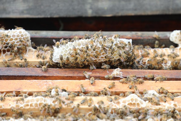 初級農(nóng)產(chǎn)品是指什么（農(nóng)產(chǎn)品初級產(chǎn)品加工定義）