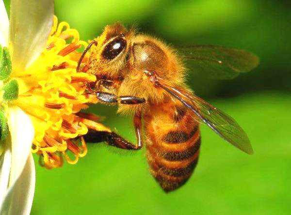 【蜜蜂養殖】蜜蜂的強群標準是怎樣的？