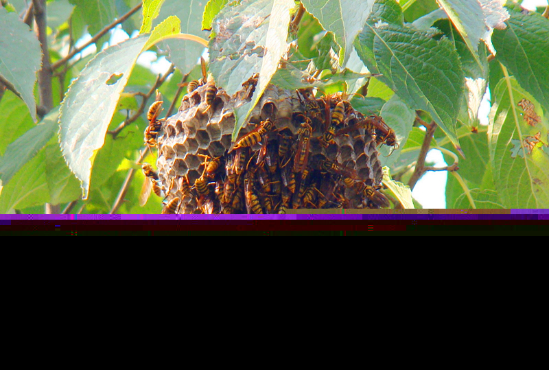 養(yǎng)100窩馬蜂一年利潤(rùn)多少？賺多少錢(qián)？