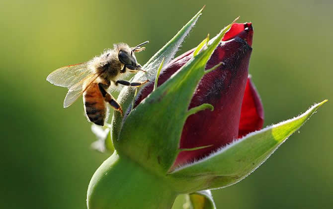 蜂王死了蜂群怎么辦？