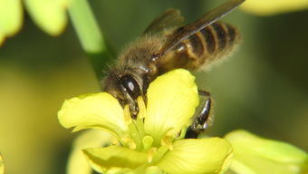 正宗阿壩中蜂蜂王多少錢(qián)一只（蜂王參考價(jià)格）