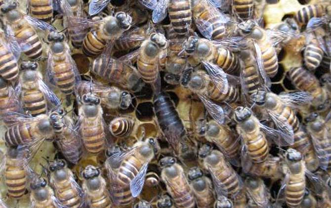 阿壩中蜂有哪些優(yōu)點和缺點（阿壩中蜂的特點）