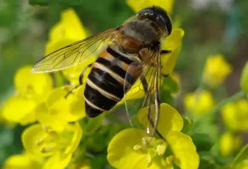 被蜜蜂蟄了會自己好起來嗎(被馬蜂蟄了又腫又癢，不處理會自行恢復(fù)嗎)