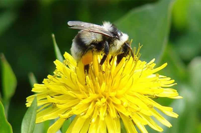 【蜜蜂知識】蜂王不產(chǎn)卵的原因