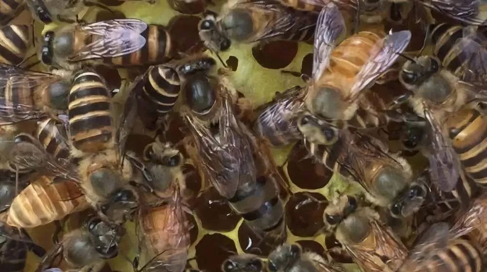 可以用一箱意蜂繁殖成一個(gè)蜂場(chǎng)嗎（意蜂一年可以繁殖幾箱）