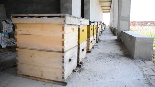 新手養(yǎng)蜜蜂死了是怎么回事（剛來的野蜂，不久全部死亡，什么原因）