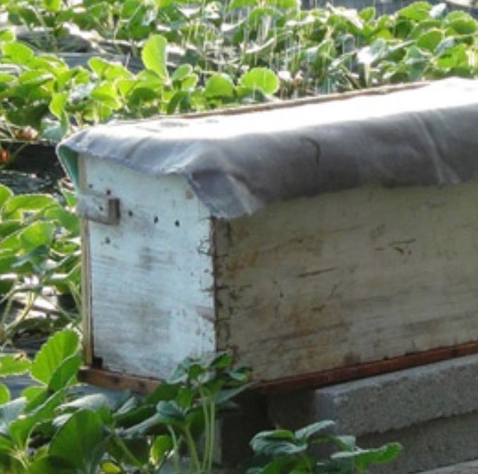 新手怎樣用方桶養蜂（新手用方桶養蜂，橫著放還是豎著放好）