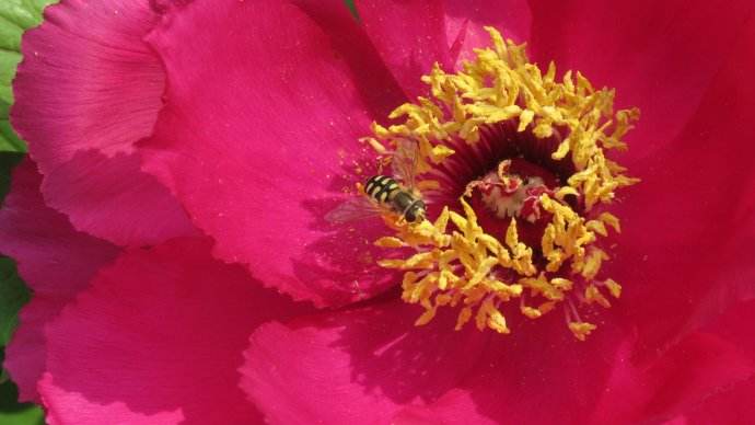 【蜜蜂知識】蜜蜂的養殖技術有哪些？