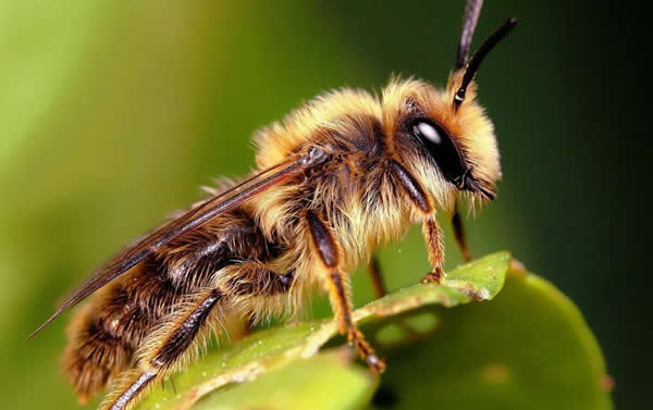【蜜蜂知識】夏季蜂王停產(chǎn)的原因？