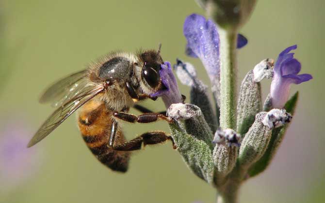 一箱蜜蜂一天吃多少糖？