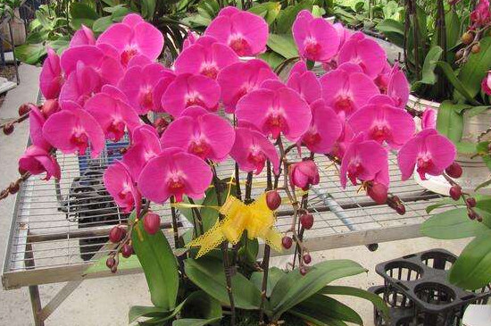 蝴蝶蘭的象征意義是什么（蝴蝶蘭的花語(yǔ)和寓意）