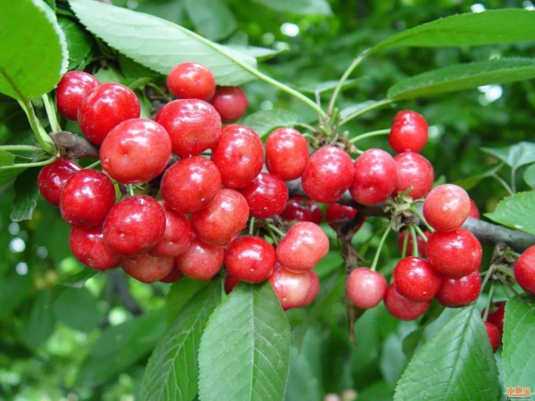 中國(guó)櫻桃有多少品種（中國(guó)十大櫻桃品種排行榜）