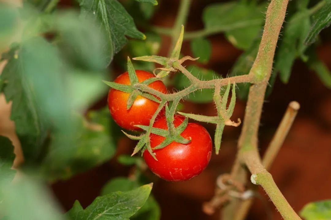 番茄是什么時(shí)候傳入中國(guó)的